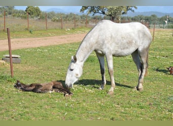 Lusitanos, Yegua, 8 años, 160 cm, Tordo