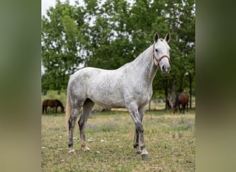 Lusitanos, Yegua, 8 años, White/Blanco