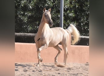 Lusitanos, Yegua, 9 años, 151 cm, Palomino