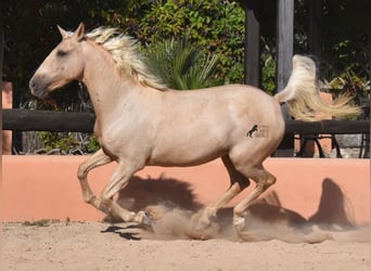 Lusitanos, Yegua, 9 años, 151 cm, Palomino