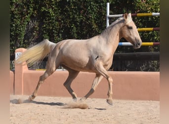 Lusitanos, Yegua, 9 años, 151 cm, Palomino