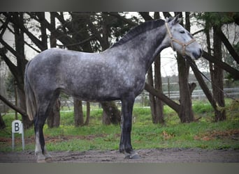 Lusitanos, Yegua, 9 años, 155 cm, Tordo rodado