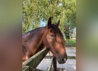 Lusitanos, Yegua, 9 años, 156 cm, Castaño