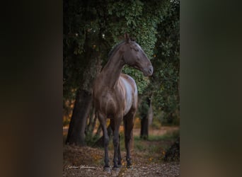 Lusitanos, Yegua, 9 años, 157 cm, Castaño oscuro