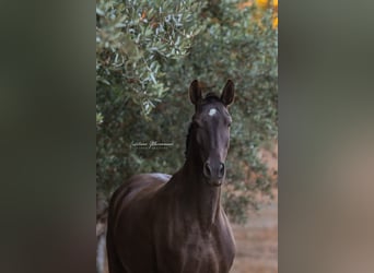 Lusitanos, Yegua, 9 años, 157 cm, Castaño oscuro