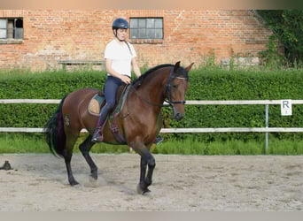 Lusitanos, Yegua, 9 años, 158 cm, Castaño