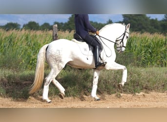 Lusitanos, Yegua, 9 años, 160 cm, Tordo