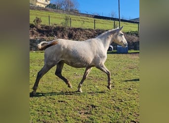 Lusitanos, Yegua, 9 años, 162 cm, Tordo