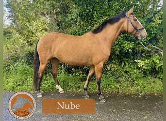 Lusitanos, Yegua, 9 años, 164 cm, Castaño claro