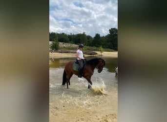 Lusitanos, Yegua, 9 años, 165 cm, Castaño