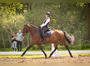 Lusitanos, Yegua, 9 años, 165 cm, Castaño