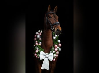 Lusitanos, Yegua, 9 años, 165 cm, Castaño