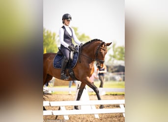 Lusitanos, Yegua, 9 años, 165 cm, Castaño