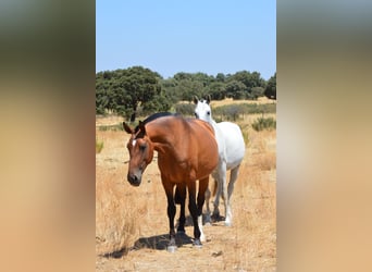 Lusitanos, Yegua, 9 años, 166 cm, Castaño