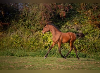 Lusitanos, Yegua, Potro (05/2025), 164 cm, Castaño rojizo
