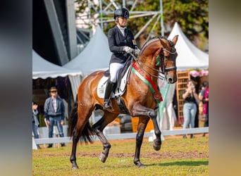 Lusitanos, Yegua, Potro (04/2026), 165 cm, Castaño
