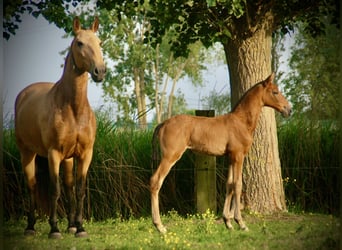 Lusitanos, Yegua, Potro (04/2026), 165 cm, Castaño