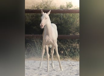 Lusitanos, Yegua, Potro (04/2026), Cremello