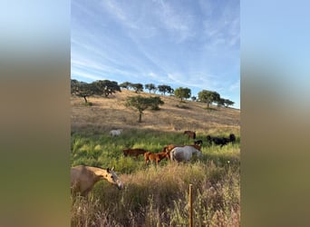 Lusitanos, Yegua, Potro (03/2026)