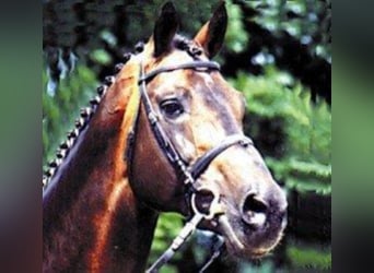 Holsteiner, Hengst, 42 Jahre, 172 cm, Brauner