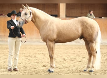 American Quarter Horse, Hengst, 21 Jahre, 160 cm, Palomino