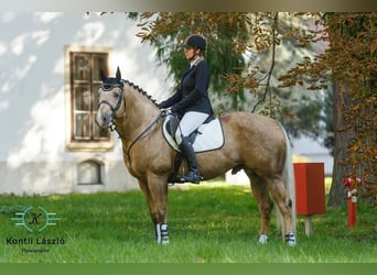 American Quarter Horse, Hengst, 21 Jaar, 160 cm, Palomino