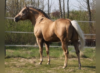 American Quarter Horse, Ogier, 21 lat, 160 cm, Izabelowata