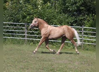 American Quarter Horse, Ogier, 21 lat, 160 cm, Izabelowata