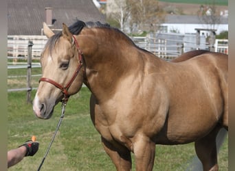 American Quarter Horse, Stallion, 21 years, 15,2 hh, Palomino