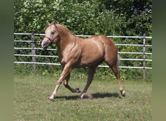 Caballo cuarto de milla, Semental, 21 años, 160 cm, Palomino