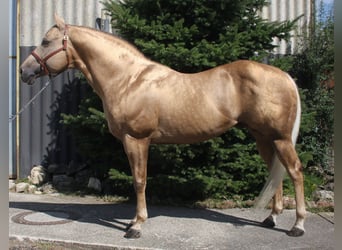 Caballo cuarto de milla, Semental, 21 años, 160 cm, Palomino