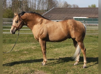 Quarter horse américain, Étalon, 21 Ans, 160 cm, Palomino