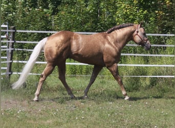 Quarter horse américain, Étalon, 21 Ans, 160 cm, Palomino