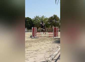 Mallorca caballo de salto caballo