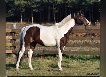 Malopolska, Hengst, 8 Jahre, Schecke