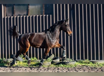 Malopolska horse, Gelding, 10 years, 17 hh, Bay