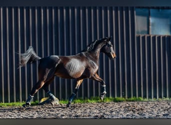 Malopolska horse, Gelding, 10 years, 17 hh, Bay
