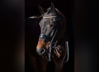 Malopolska horse, Gelding, 10 years, 17 hh, Bay