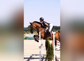 Malopolska horse, Gelding, 15 years, 16 hh, Bay