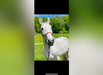 Malopolska horse, Gelding, 16 years, 16,1 hh, Gray-Fleabitten