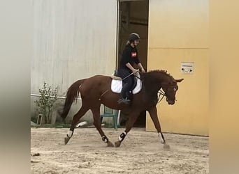 Malopolska horse, Gelding, 17 years, 16.1 hh, Chestnut-Red