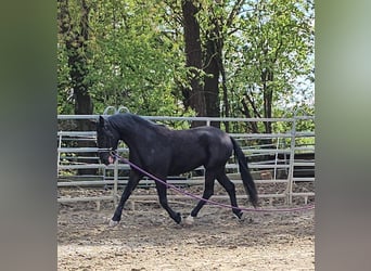 Malopolska horse, Gelding, 3 years, 15.2 hh, Black