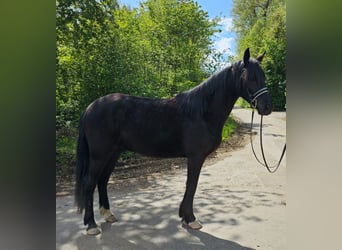 Malopolska horse, Gelding, 3 years, 15.2 hh, Black