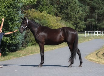 Malopolska horse, Gelding, 3 years, 17.1 hh, Black