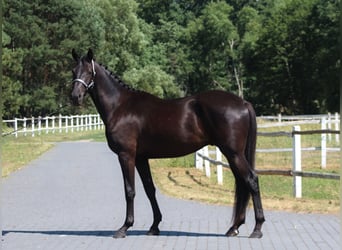 Malopolska horse, Gelding, 3 years, 17.1 hh, Black