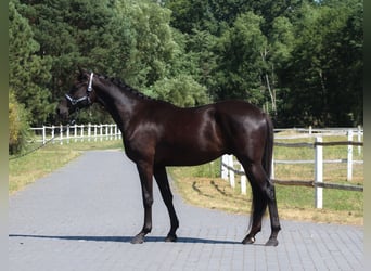 Malopolska horse, Gelding, 3 years, 17.1 hh, Black