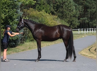 Malopolska horse, Gelding, 3 years, 17.1 hh, Black