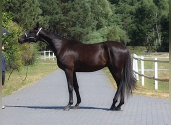 Malopolska horse, Gelding, 3 years, 17.1 hh, Black