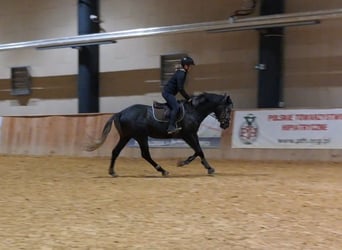 Malopolska horse, Gelding, 4 years, 16.1 hh, Gray
