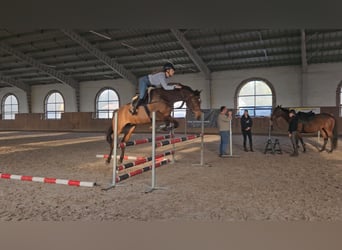 Malopolska horse, Gelding, 6 years, 16.1 hh, Brown